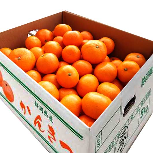  静岡　青島みかん　5Kg
