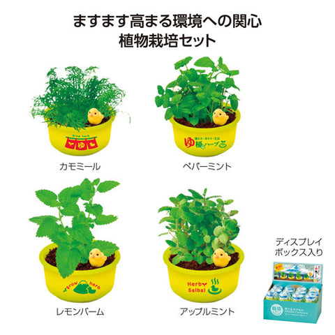  育てるカプセル　ゆ桶でハーブ栽培