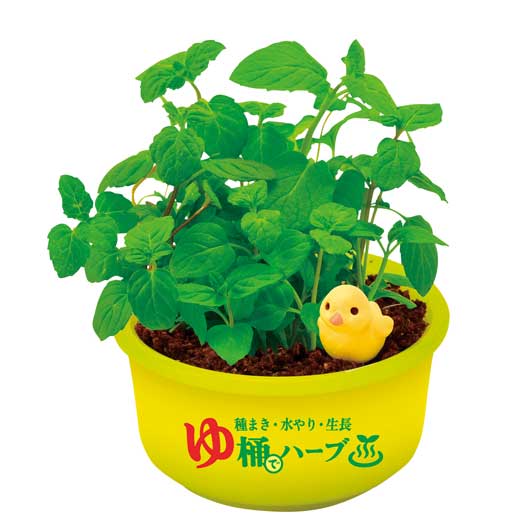 育てるカプセル　ゆ桶でハーブ栽培画像3
